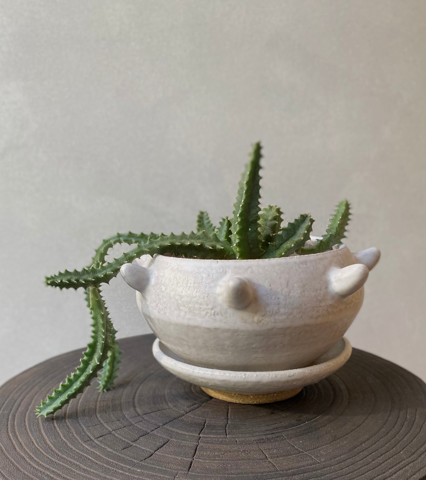 Urchin planter | Matt White